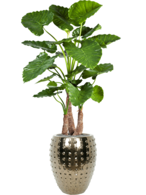 Alocasia calidora en Laos