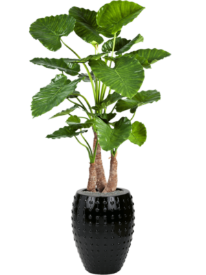 Alocasia calidora en Laos