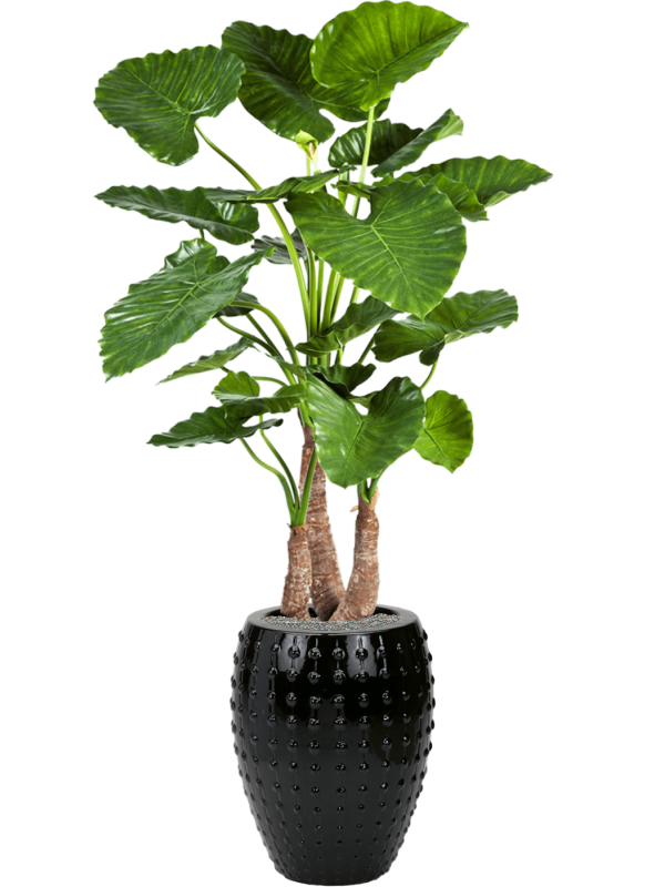 Alocasia calidora en Laos, Private label