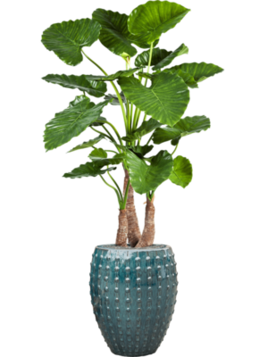 Alocasia calidora en Laos