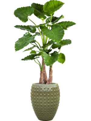 Alocasia calidora en Laos