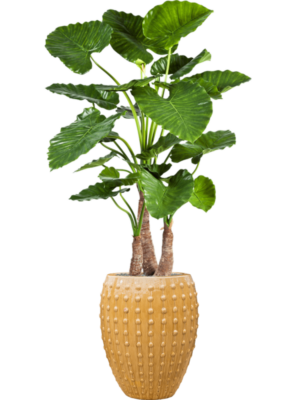 Alocasia calidora en Laos