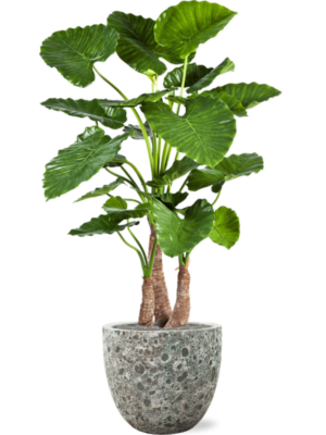 Alocasia calidora en Baq Lava