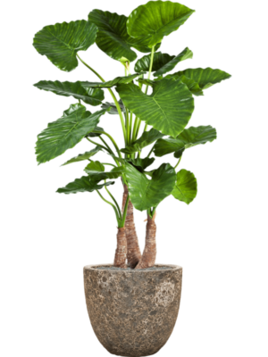 Alocasia calidora en Baq Lava
