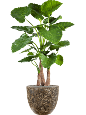 Alocasia calidora en Baq Lava