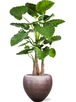 Alocasia calidora en Baq Metallic Silver leaf