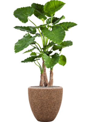 Alocasia calidora en Baq Naturescast
