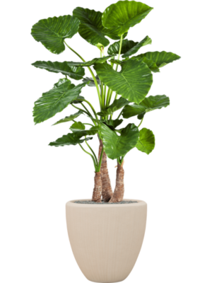 Alocasia calidora en Baq Polystone Plain