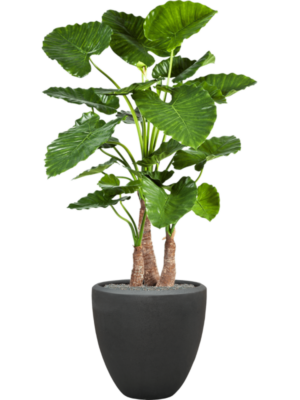 Alocasia calidora en Baq Polystone Plain