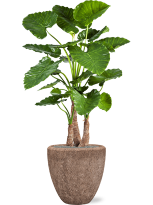 Alocasia calidora en Baq Polystone Rough