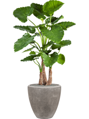 Alocasia calidora en Baq Polystone Plain