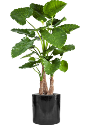 Alocasia calidora en Cylinder