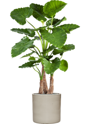 Alocasia calidora en Cylinder