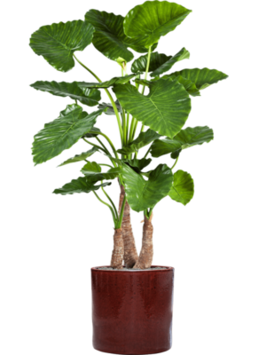 Alocasia calidora en Cylinder