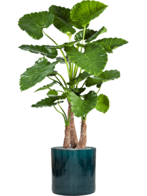 Alocasia calidora en Cylinder