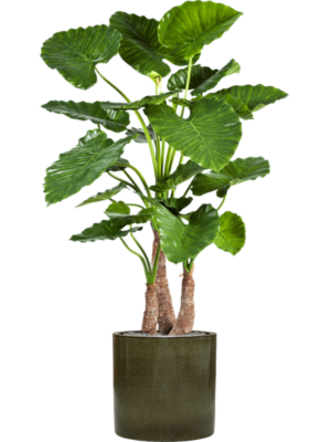 Alocasia calidora en Cylinder