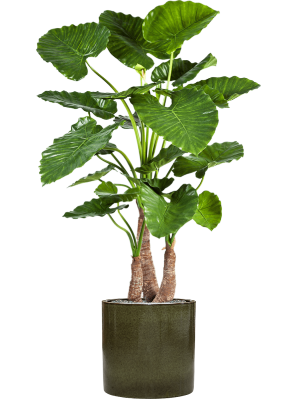 Alocasia calidora en Cylinder, Ter Steege