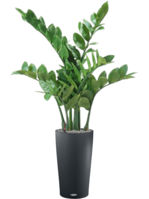 Zamioculcas en Lechuza Cilindro 23