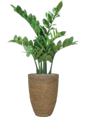 Zamioculcas en Bohemian