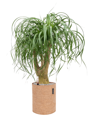 Beaucarnea recurvata en Lechuza Trendcover 23 Cork