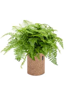 Asplenium dimorphum 'Parvati' en Lechuza Trendcover 23 Cork