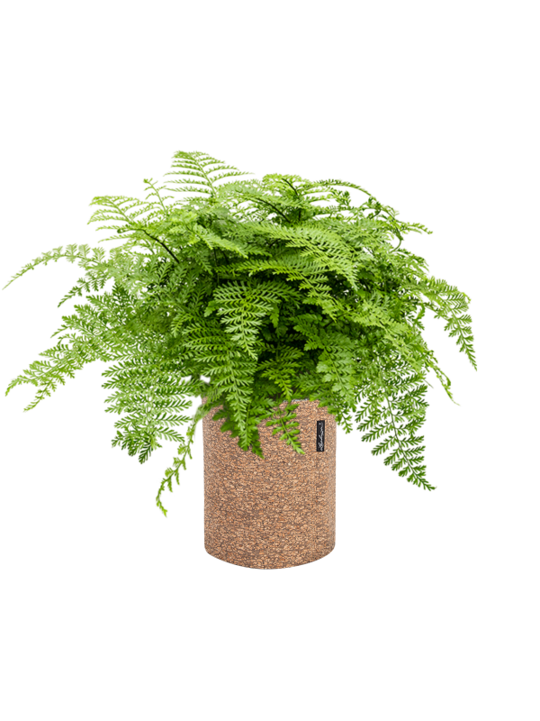 Asplenium dimorphum 'Parvati' en Lechuza Trendcover 23 Cork