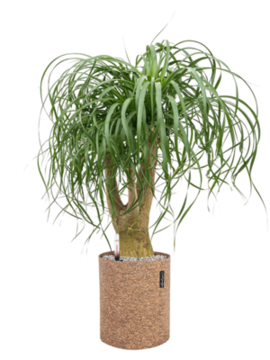 Beaucarnea recurvata en Lechuza Trendcover 23 Cork