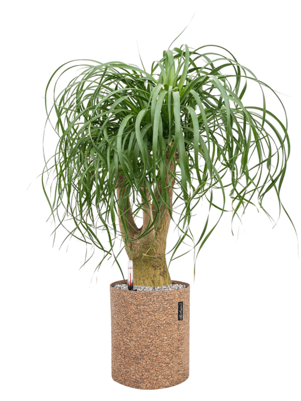 Beaucarnea recurvata en Lechuza Trendcover 23 Cork