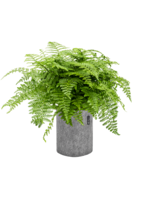 Asplenium dimorphum 'Parvati' en Lechuza Trendcover 23 Felt