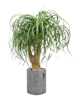 Beaucarnea recurvata en Lechuza Trendcover 23 Felt