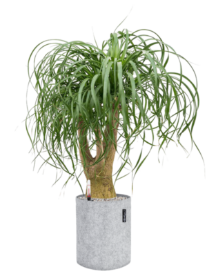 Beaucarnea recurvata en Lechuza Trendcover 23 Felt