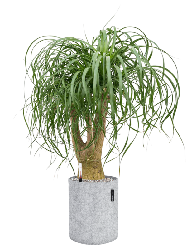 Beaucarnea recurvata en Lechuza Trendcover 23 Felt