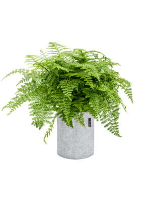 Asplenium dimorphum 'Parvati' en Lechuza Trendcover 23 Felt