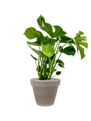 Monstera deliciosa en Terra Cotta