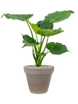 Alocasia cucullata en Terra Cotta