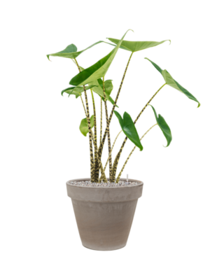 Alocasia zebrina en Terra Cotta