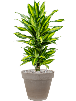 Dracaena fragrans 'Cintho' en Terra Cotta