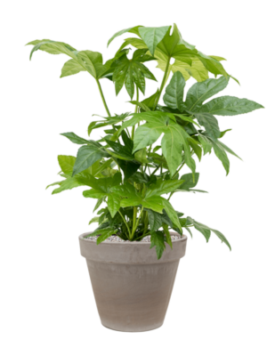 Fatsia japonica en Terra Cotta