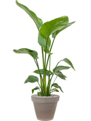 Strelitzia nicolai en Terra Cotta