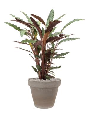 Calathea rufibarba 'Wavestar' en Terra Cotta