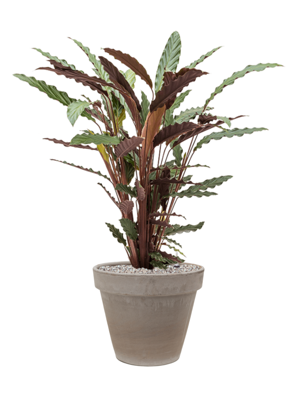 Calathea rufibarba 'Wavestar' en Terra Cotta, Den Daas