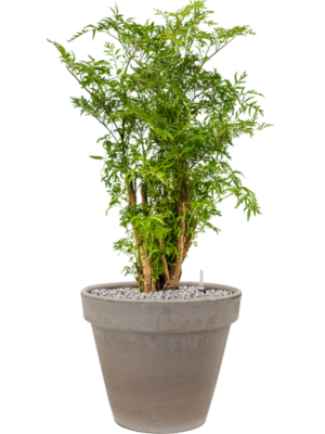 Aralia (Polyscias) 'Ming' en Terra Cotta
