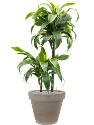 Dracaena fragrans 'Dorado' en Terra Cotta