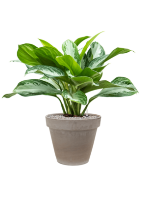 Aglaonema 'Silver Bay' en Terra Cotta