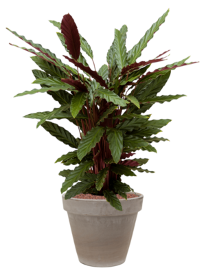 Calathea rufibarba 'Wavestar' en Terra Cotta