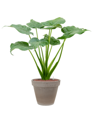 Alocasia cucullata en Terra Cotta