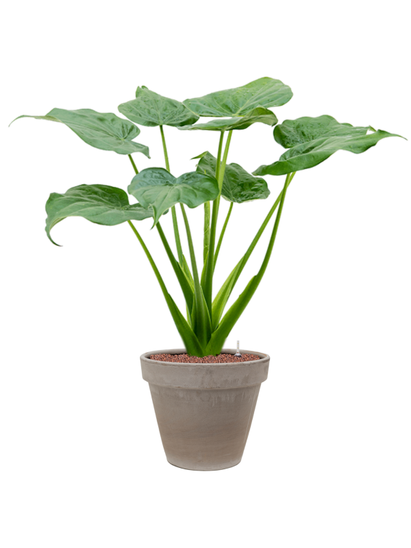 Alocasia cucullata en Terra Cotta, Den Daas