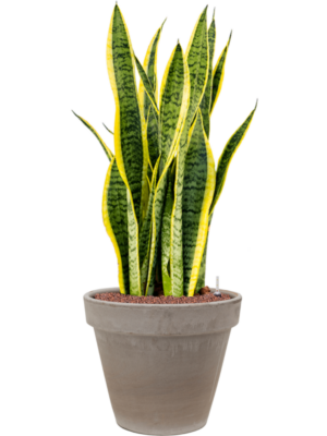 Sansevieria trifasciata 'Laurentii' en Terra Cotta
