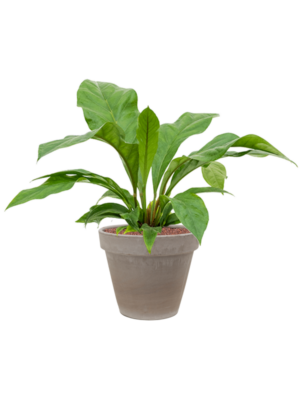 Anthurium elipticum 'Jungle bush' en Terra Cotta