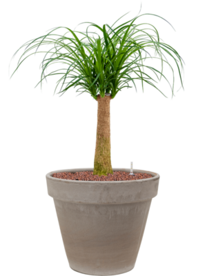 Beaucarnea recurvata en Terra Cotta